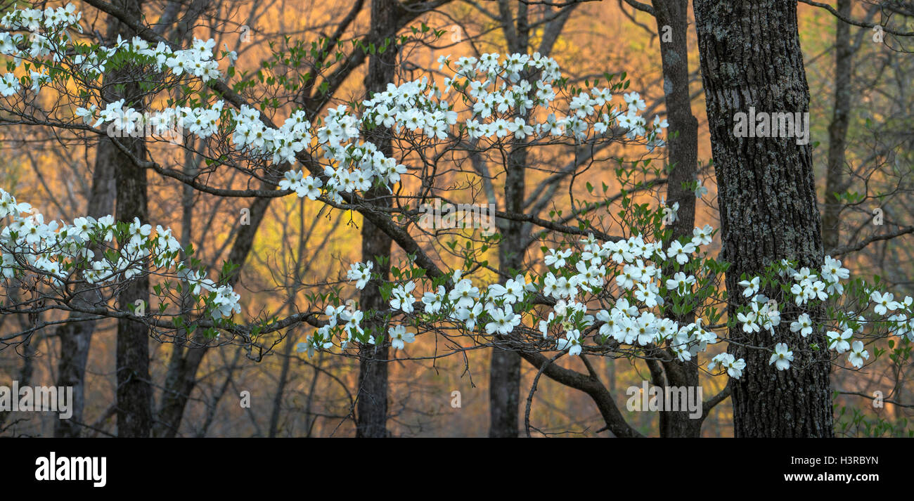 Devil's Den State Park, Arkansas: Flowering dogwood (Cornus florida) witn evening colors of the hardwood forest - early spring. Stock Photo
