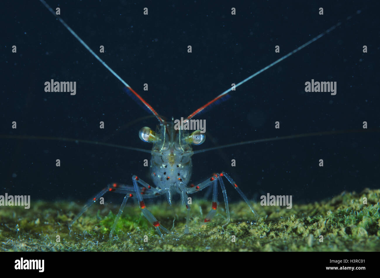 Common (glass) shrimp facing camera Stock Photo