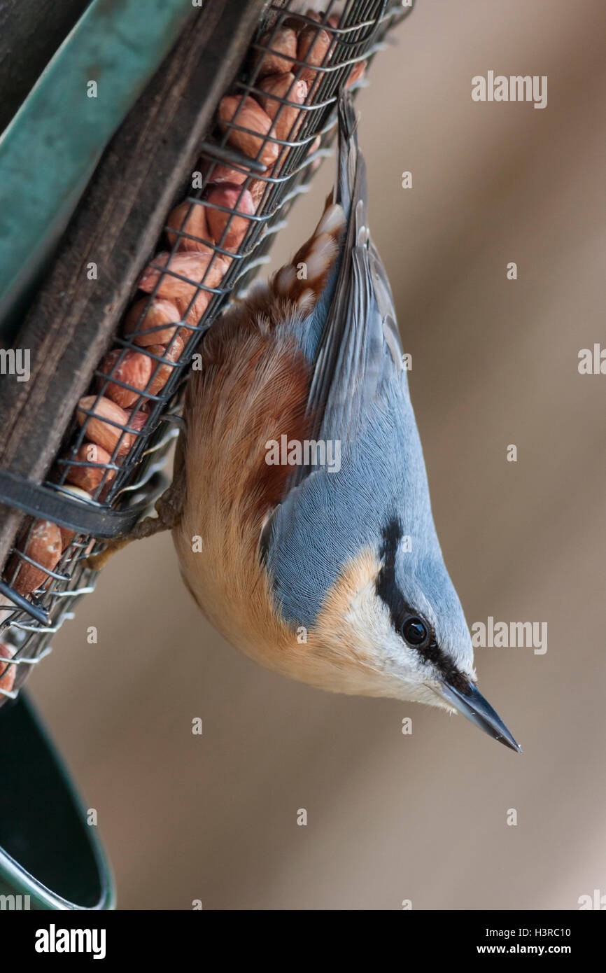 Nuthatch Vertical And Upside Down On Bird Feeder Stock Photo