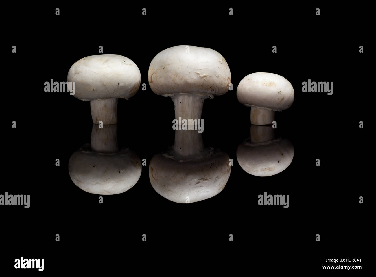 Three champignons isolated on black reflective background Stock Photo
