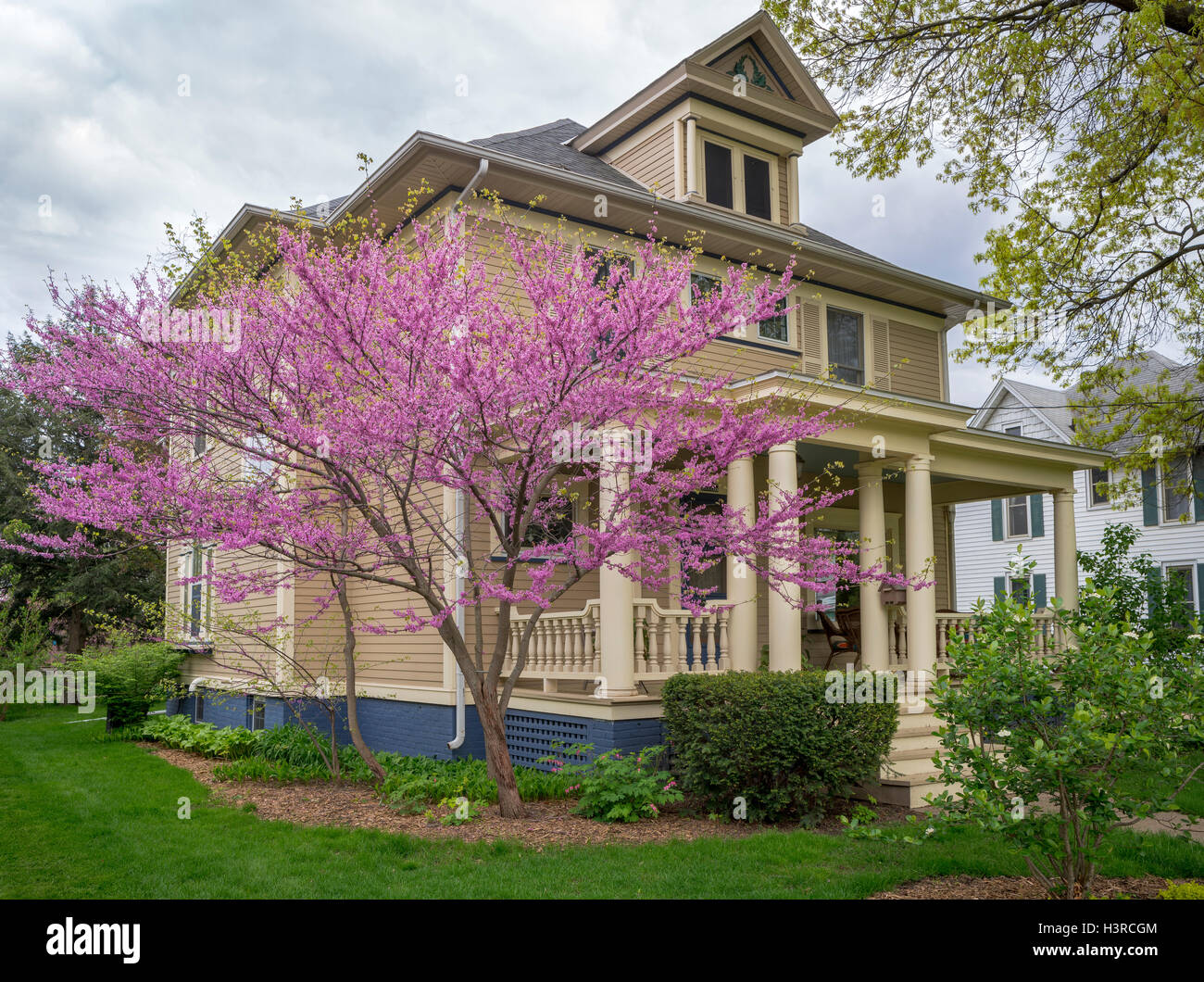 Cercis canadensis american redbud hires stock photography and images
