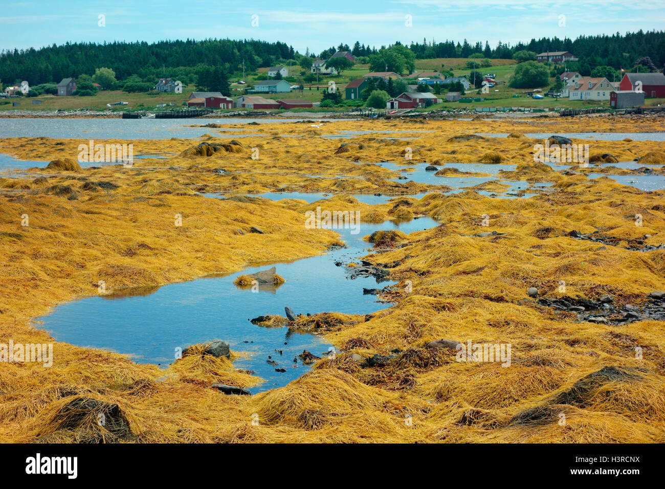 Shoreline and rockweed on Big Tancook island, Nova Scotia, Canada Stock Photo