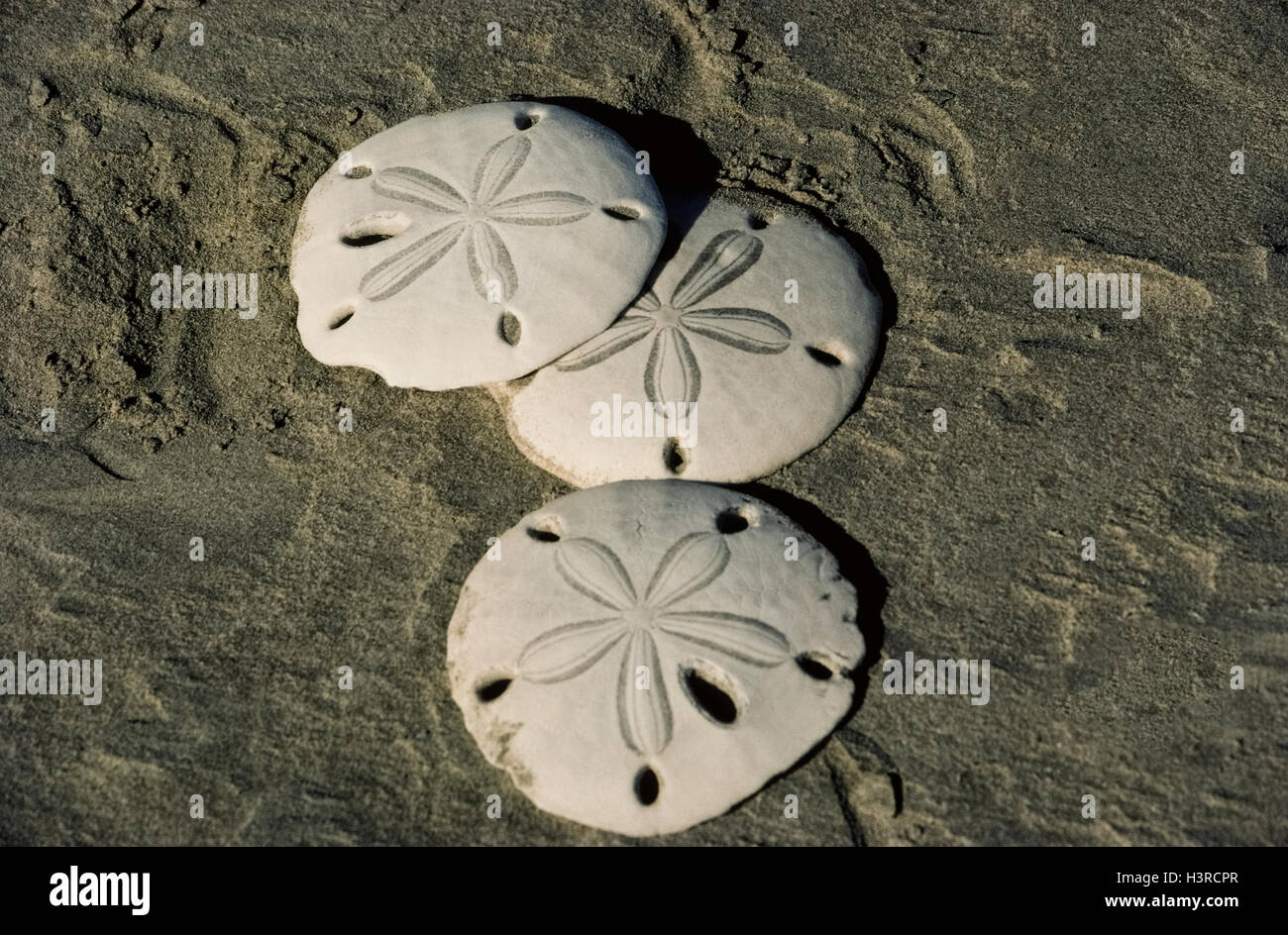 Sun-bleached skeletons of dead marine animals commonly known as Sand Dollars  are seen on a sandy beach on Magdalena Island in the Pacific Ocean off the  west coast of the Baja California