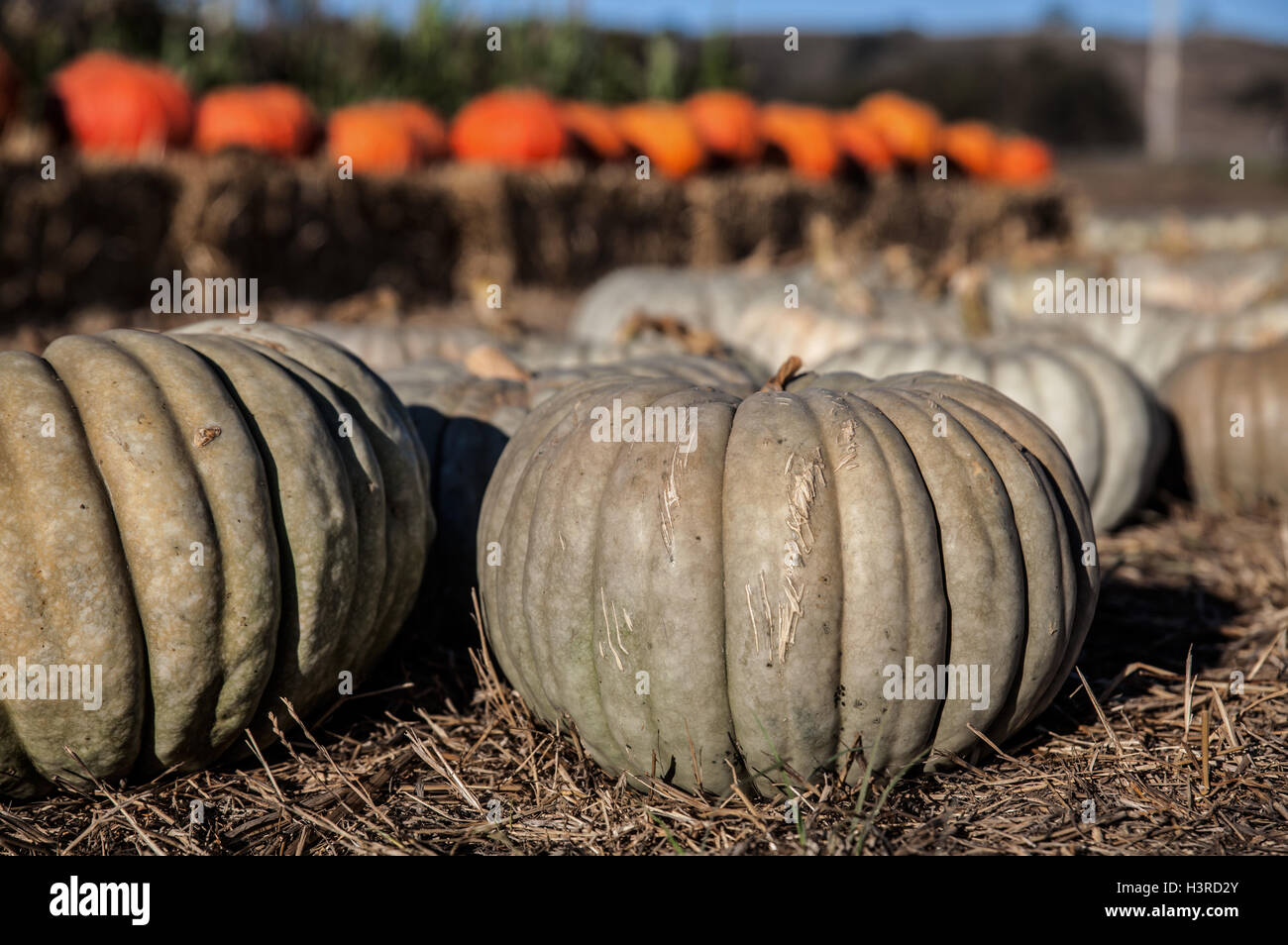 Pumpkin patch in Half Moon Bay, California Stock Photo Alamy