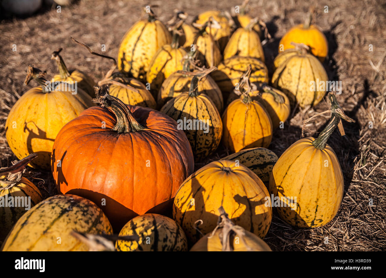 Pumpkin patch in Half Moon Bay, California Stock Photo Alamy