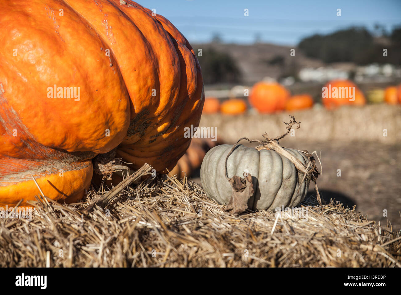 September moon field hires stock photography and images Alamy