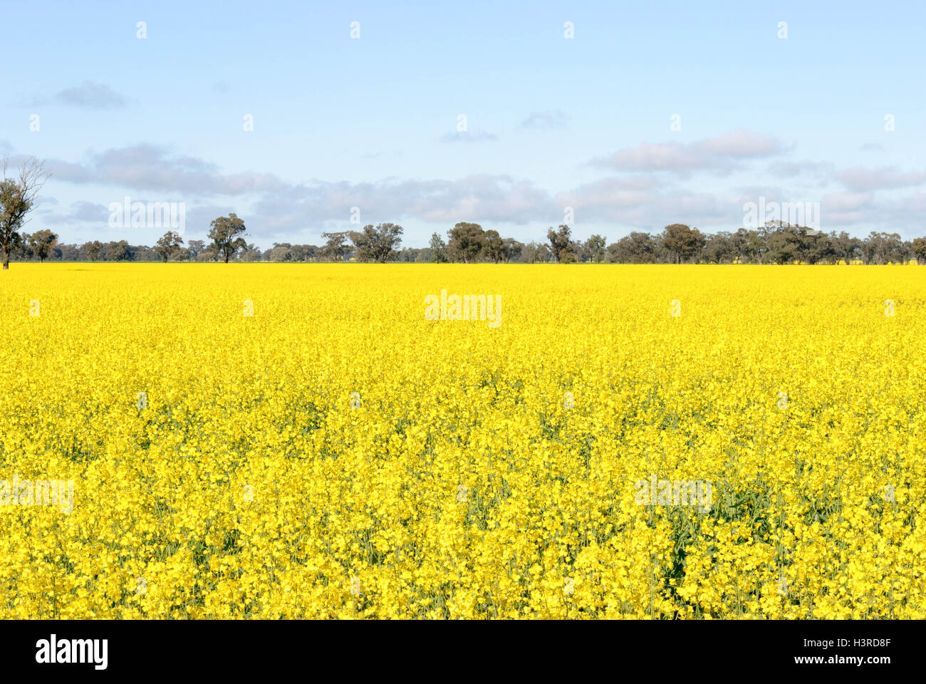 a flowering canola crop with trees in background and clouds in sky Stock Photo