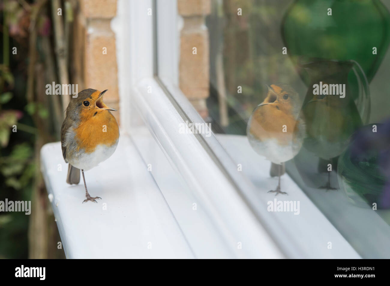 Erithacus Rubecula. Robin standing on one leg on a window ledge singing, looking at his reflection. UK Stock Photo