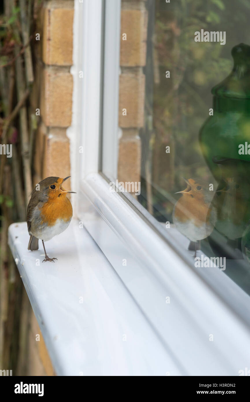 Erithacus Rubecula. Robin standing on one leg on a window ledge singing, looking at his reflection. UK Stock Photo