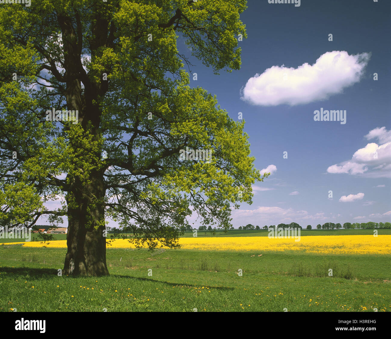 Field scenery, oak, Quercus spec., rape field, spring, scenery, tree ...