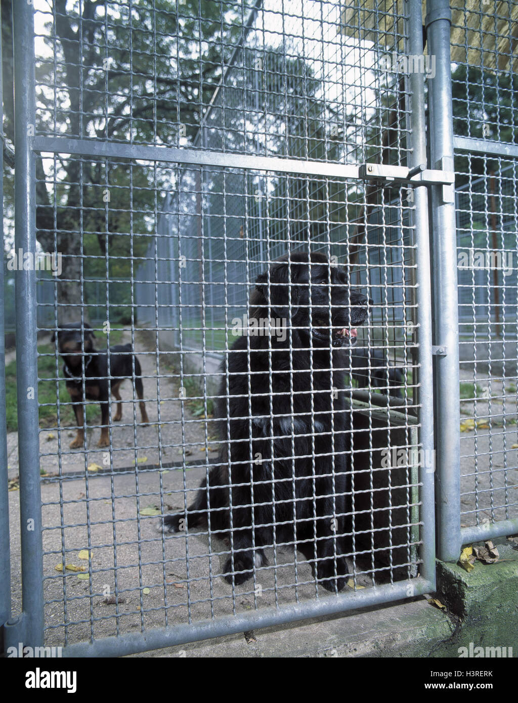 pets boarding