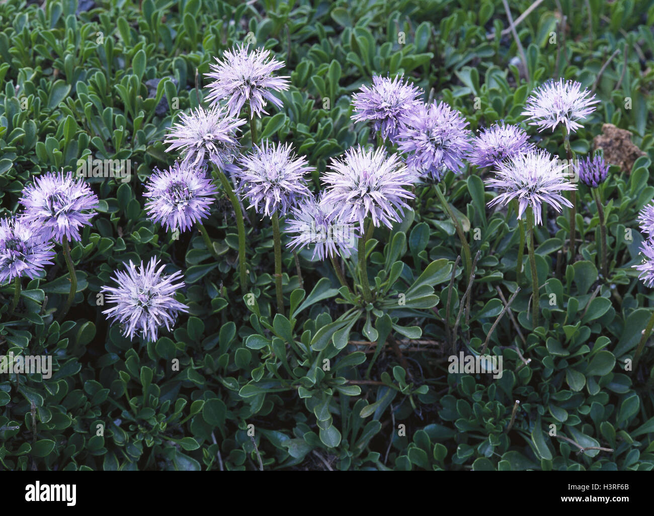 Heart-leafy sphere flower, Globularia cordifolia meadow, mountain pasture, nature, botany, plants, flowers, Alpine flowers, wild plants, sphere flower plants, Globulariaceae, blossoms, blossom, mauve, period bloom, from May to August, summer, Stock Photo