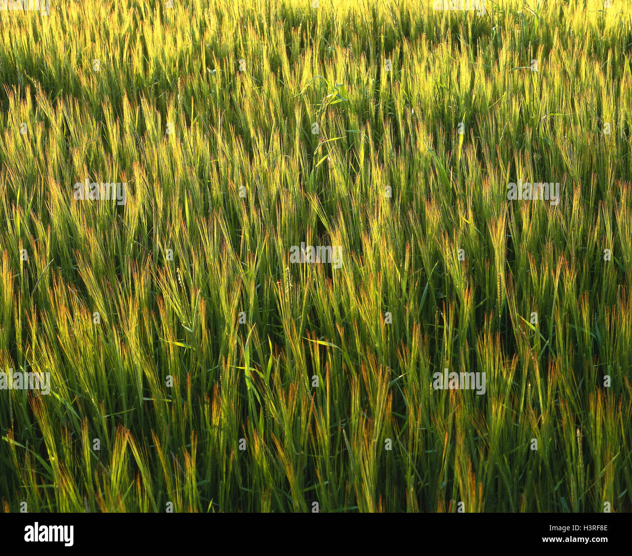 Grain-field, agriculture, agriculturally, field, cultivation, wheat cultivation, grain, wheat, growing grain, useful plants, plants, green, summer, outside, Stock Photo