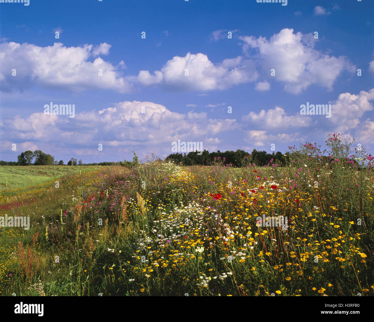 PL/Masuria, flower meadow - summer Stock Photo