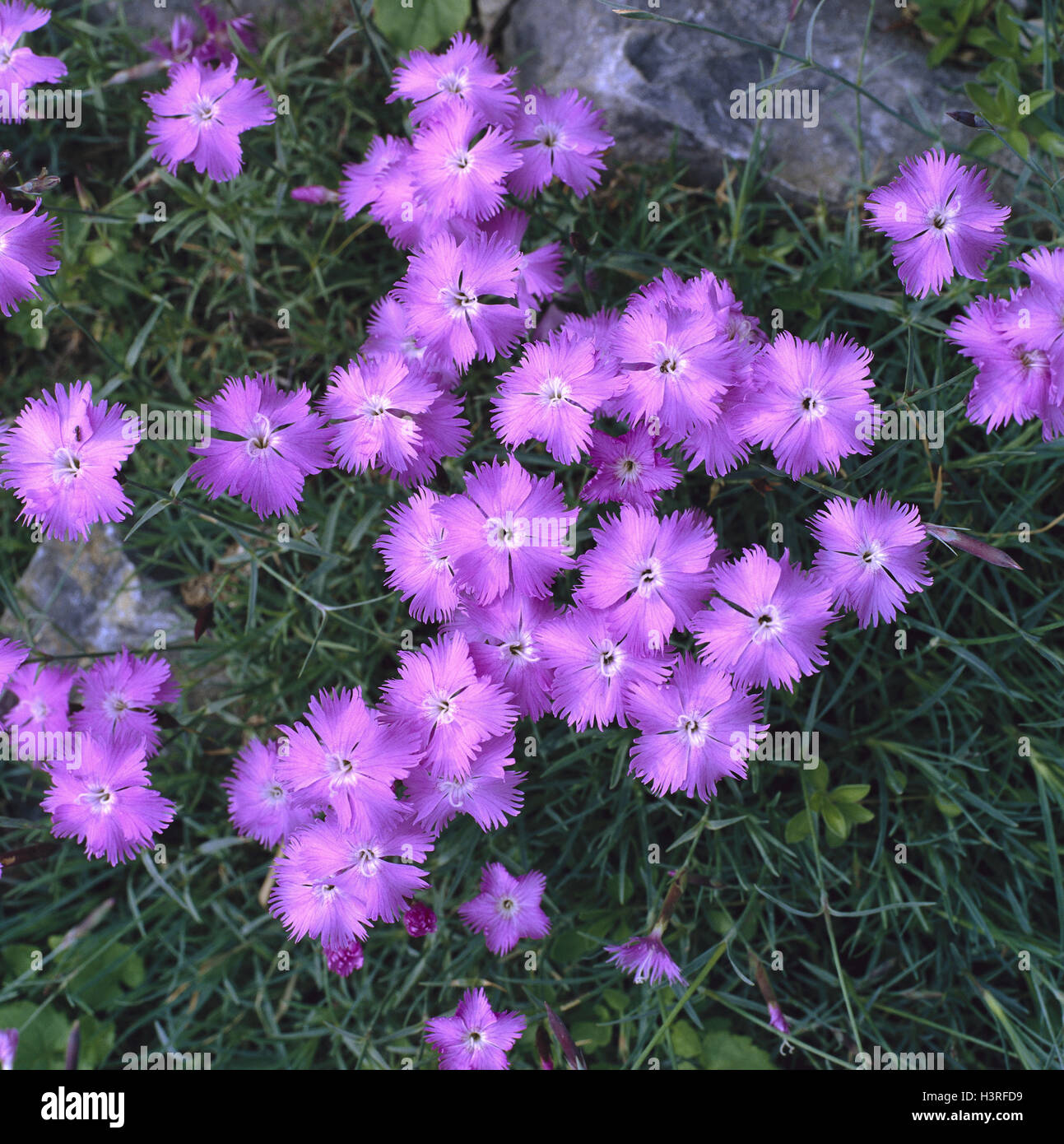 Dolomite clove, Dianthus sternbergii nature, botany, flora, plants, flowers, Alpine flowers, clove plants, blossoms, blossom, pink, period bloom, from July to August, star-shaped Stock Photo
