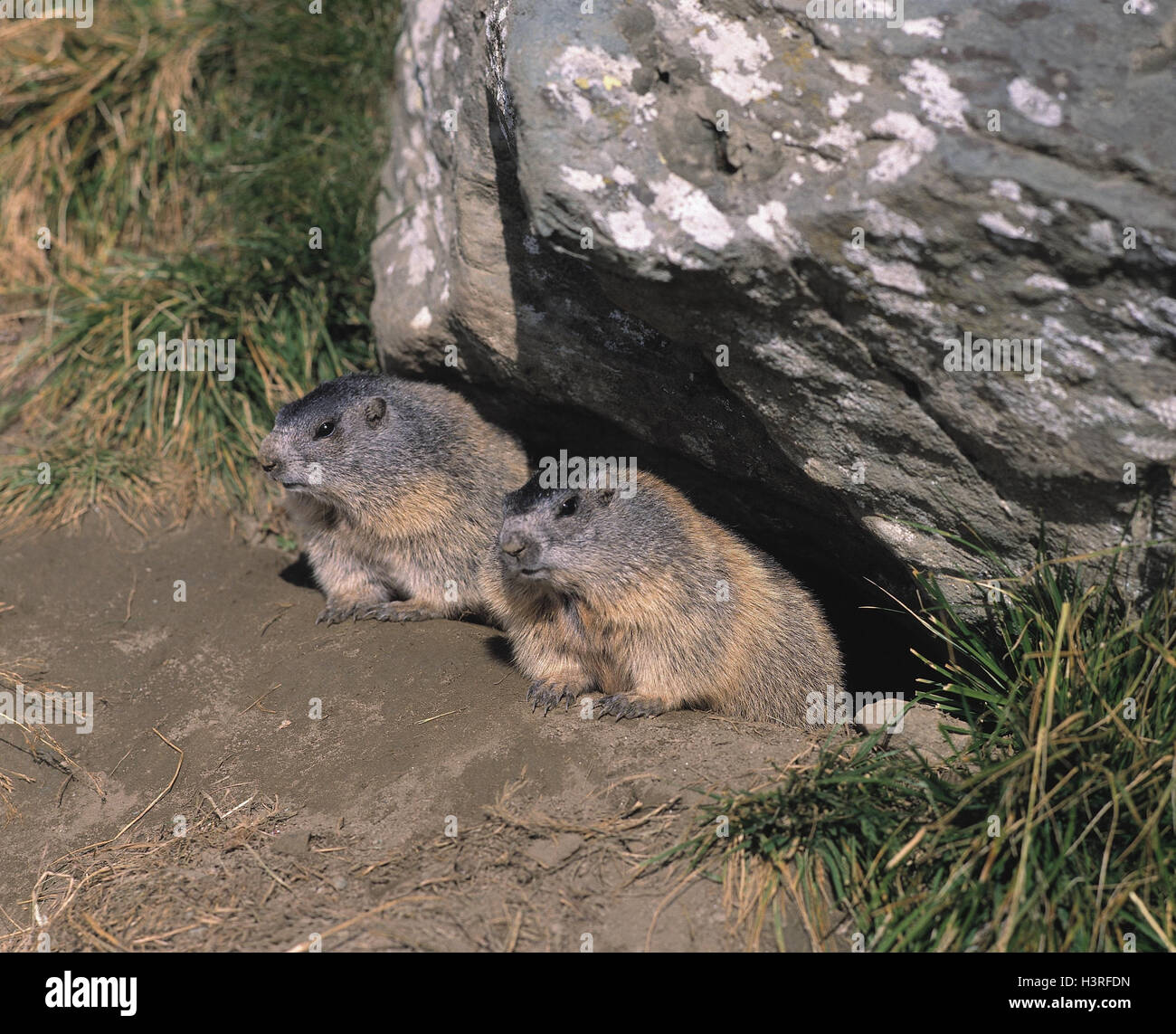 Alp groundhogs, Marmota marmota, two, construction, groundhog, animals, wild animals, rodent, bile Stock Photo