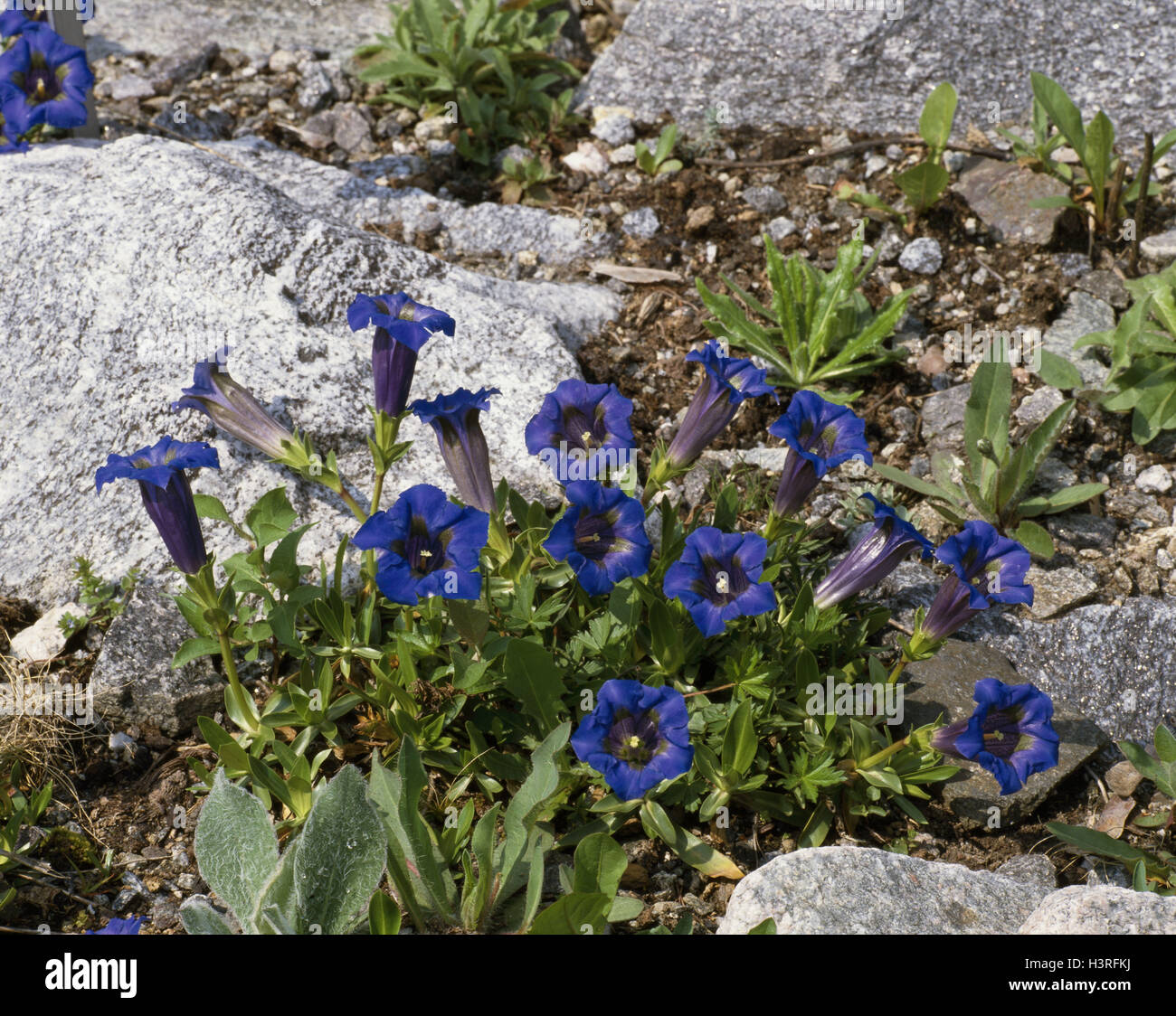 Trumpet Gentian STEMLESS Gentiana acaulis Azure Blue Blooms 25 Seeds