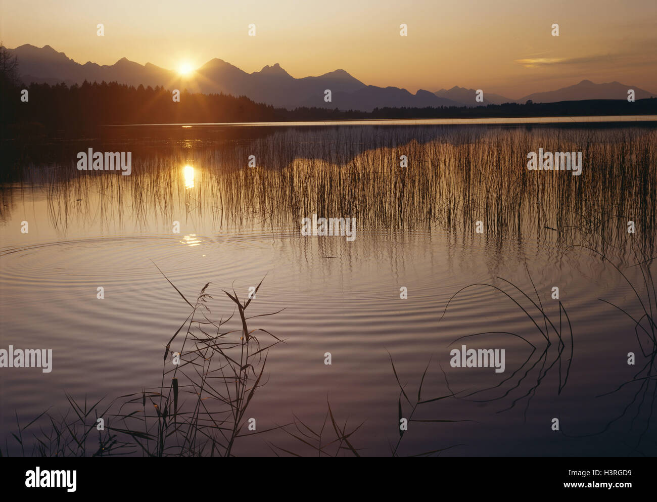 Germany, Allgäu, spell wood lake, sundown, sundown, water, lake, nature, Stock Photo