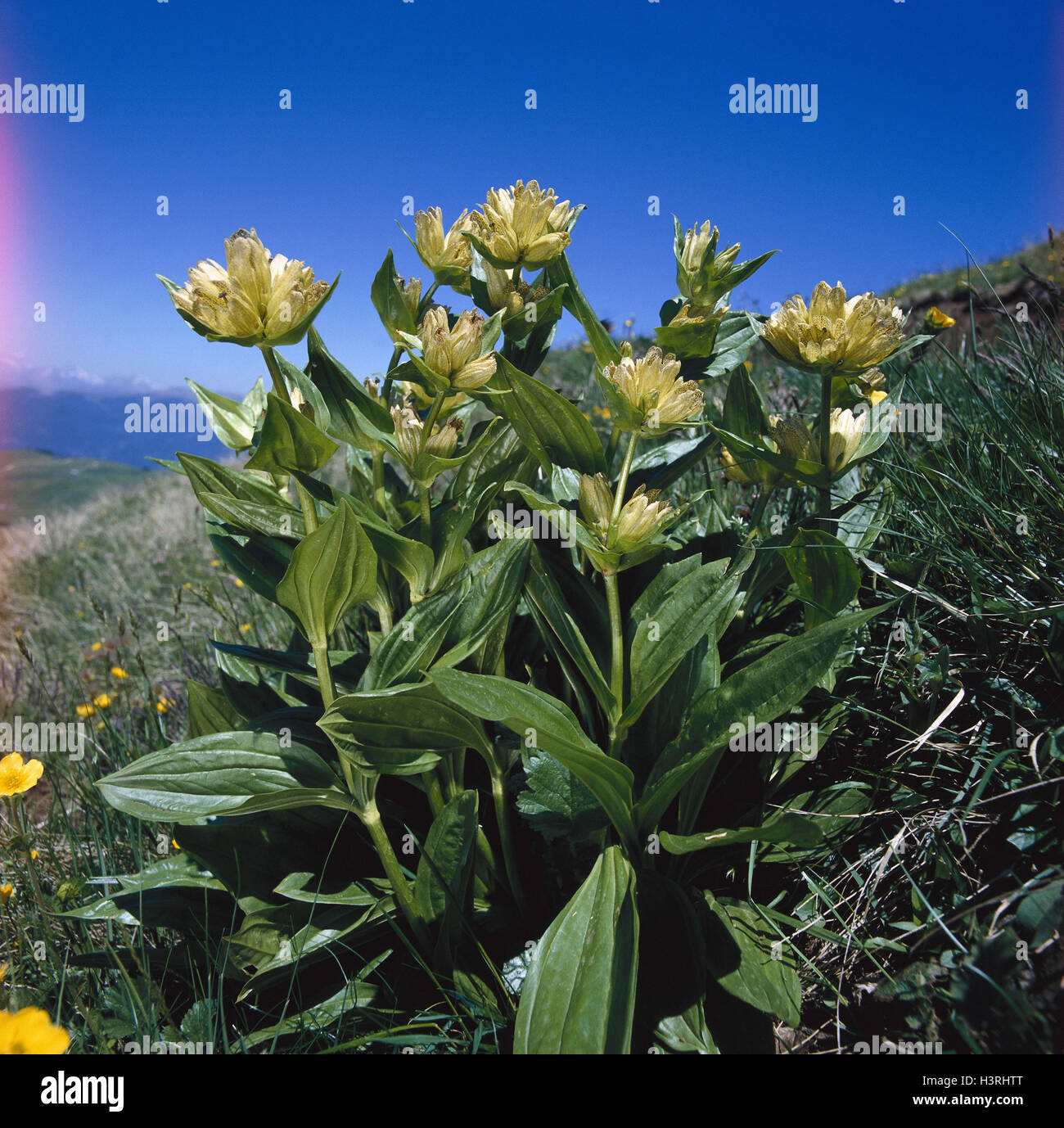 Dotted gentian, Gentiana punctata nature, botany, FIora, plants, flowers, Alpine flowers, Alpine flora, Einzian, gentian plants, blossoms, blossom, yellow, period bloom, from July to September, Italy, the Dolomites Stock Photo