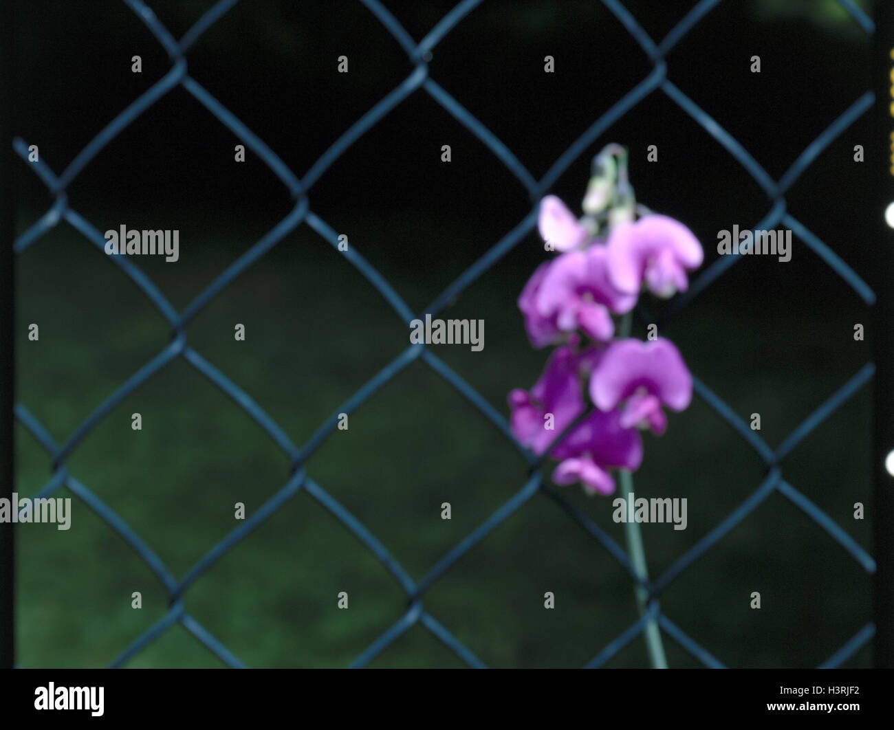 Mesh wire fence, Zaunwicke, Vicia sepium, fence, wire netting, plant