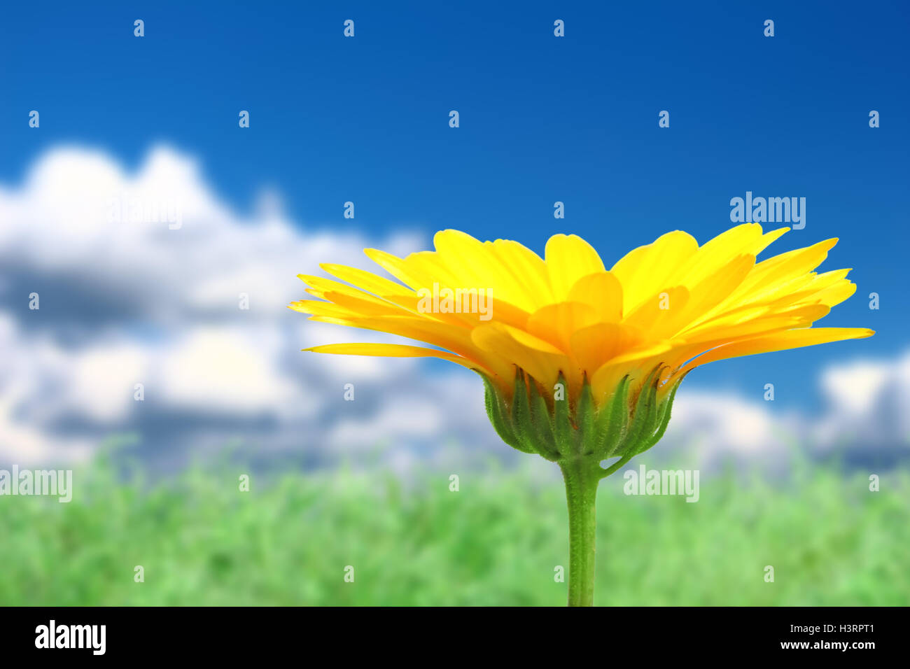 Background with orange flower on sky Stock Photo