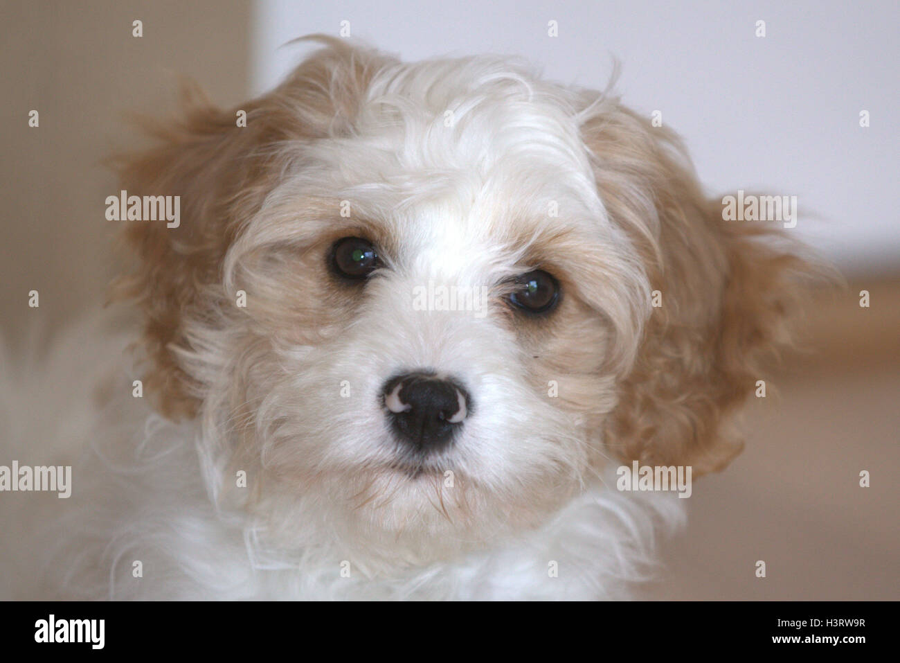 Cavapoo hi-res stock photography and images - Alamy