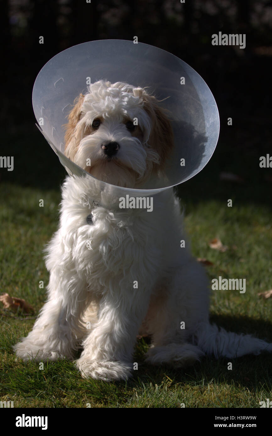 Dog in cone Stock Photo Alamy