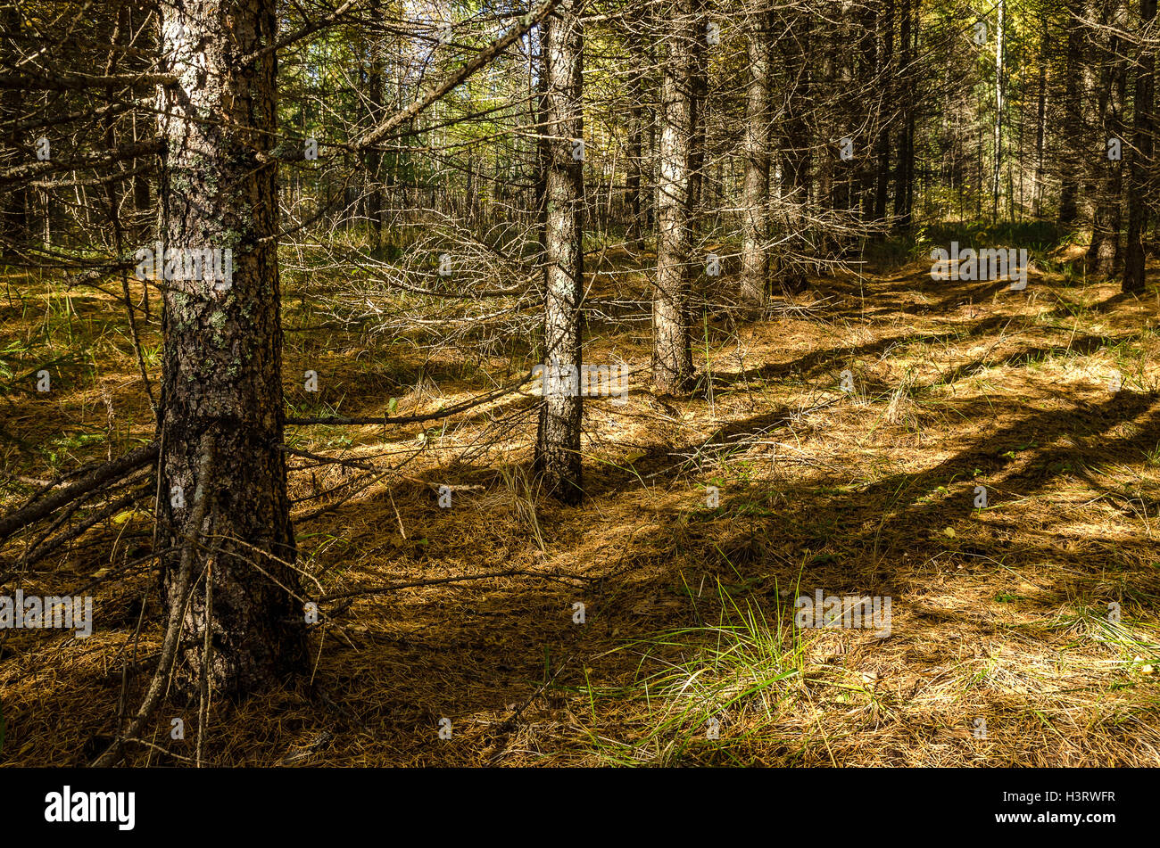 In The Autumn Forest Stock Photo - Alamy