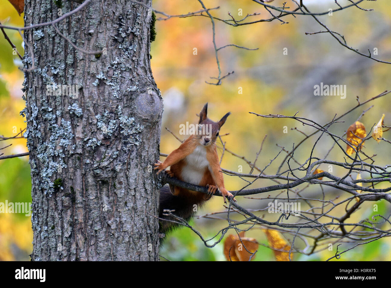 Posing and sitting squirrel. Autumn colors on background Stock Photo ...