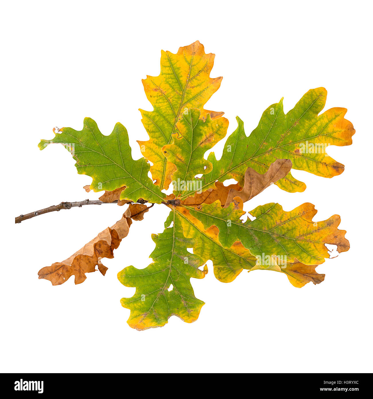 Autumn oak tree branch with yellow and green leaves isolated Stock Photo