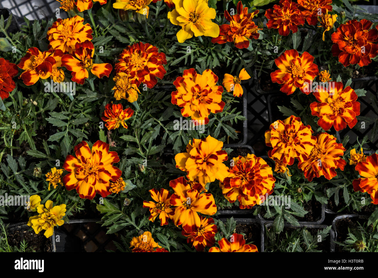Marigold flowers in the market is waiting for customers. Stock Photo