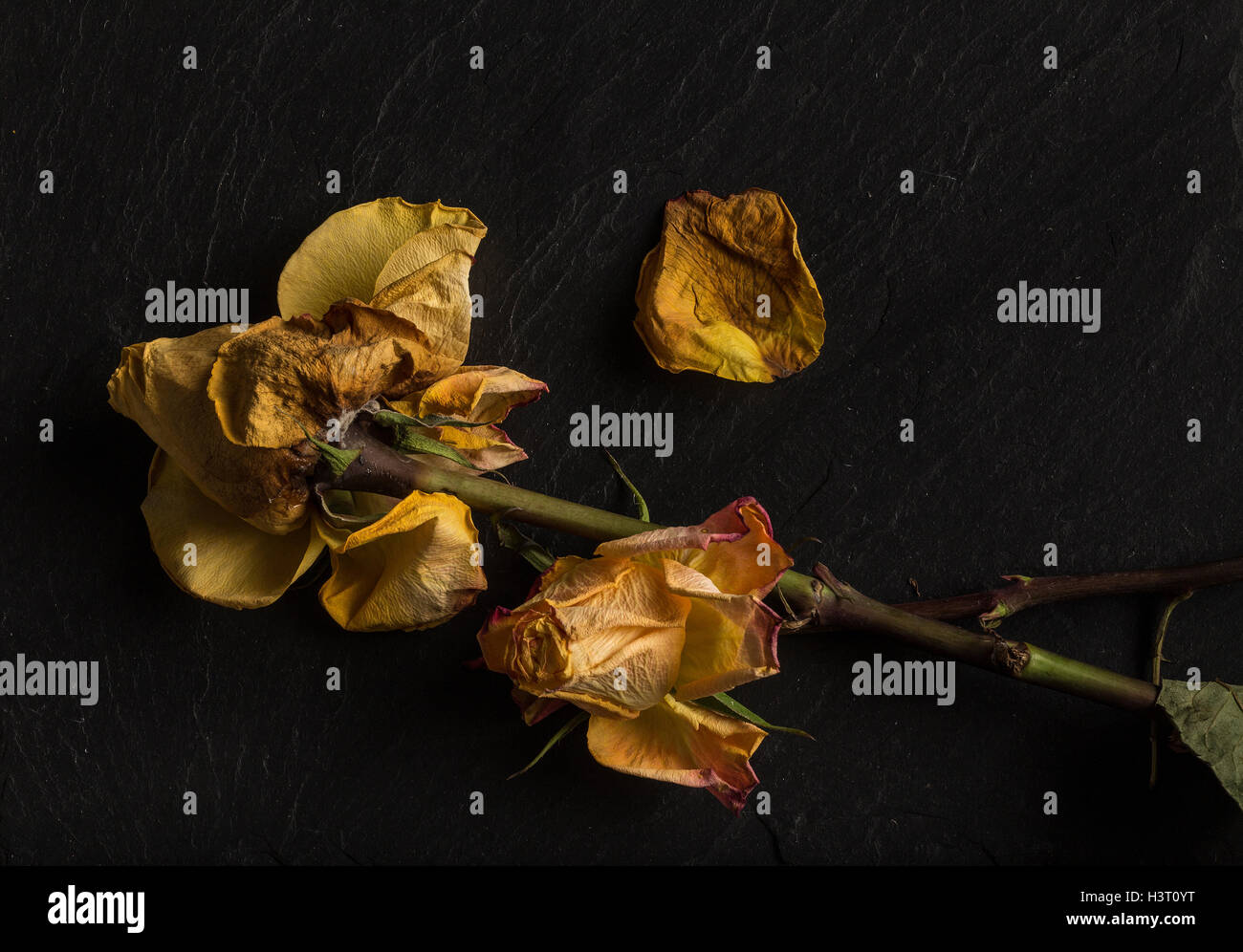Dead rose art hi-res stock photography and images - Alamy