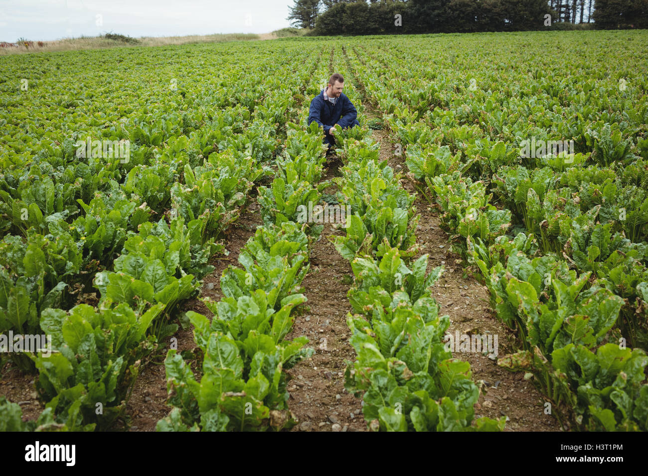 Farmer checking his crops in the field Stock Photo - Alamy