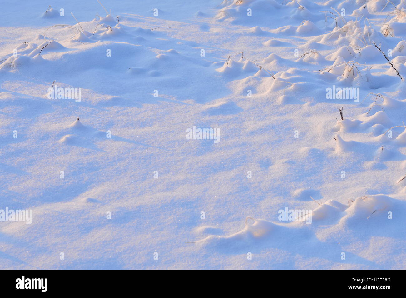 Cold winter weather all vegetation under the snow Stock Photo