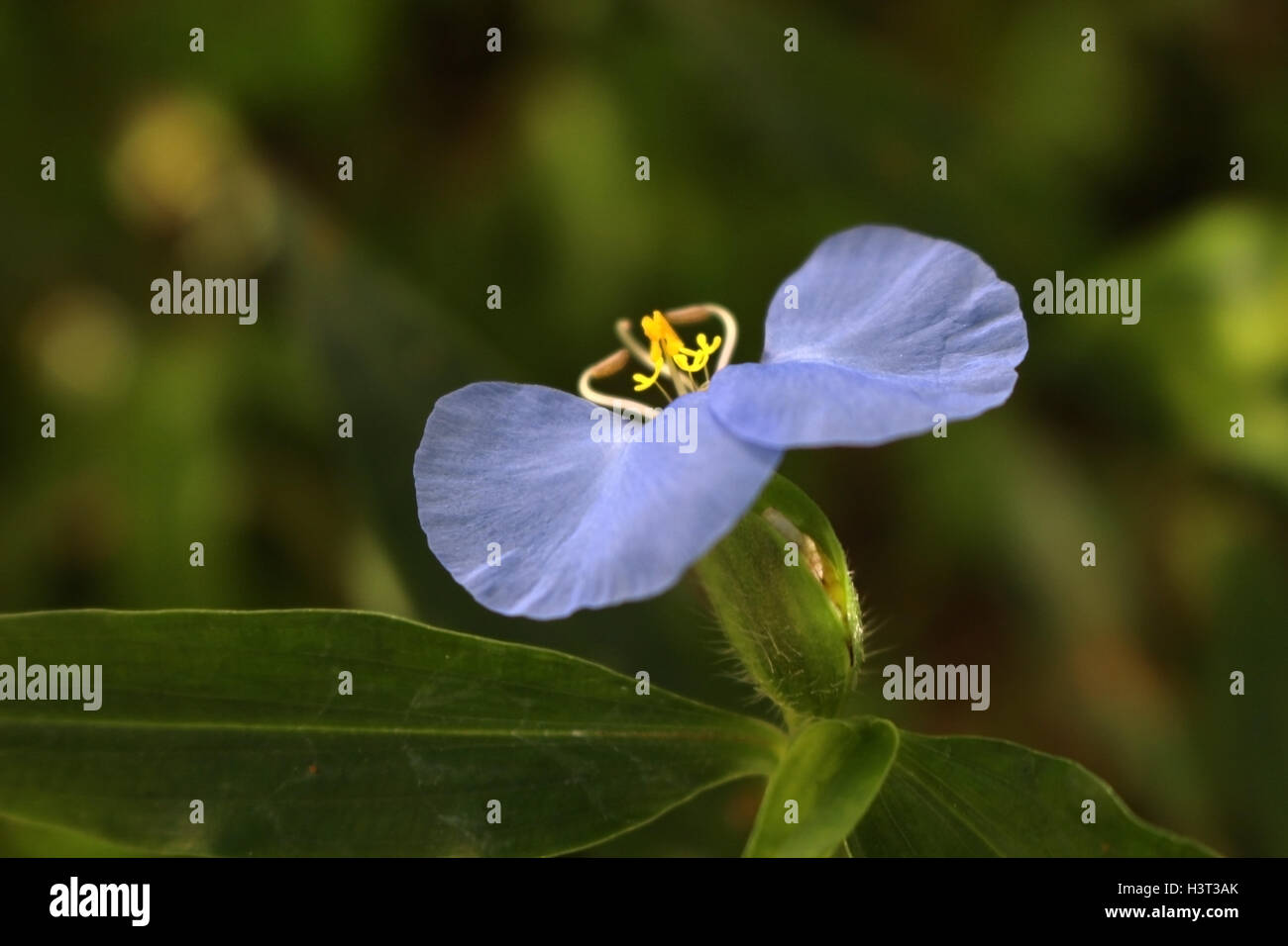 Beautiful blue flower with yellow organs known a slender dayflower (Commelina erecta), an edible herb Stock Photo