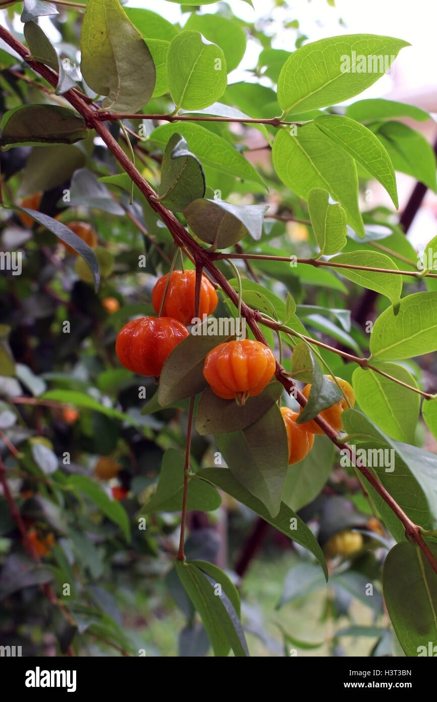 A bunch of Brazilian cherries (Eugenia uniflora), known as 'pitanga', a tropical healthy fruit Stock Photo