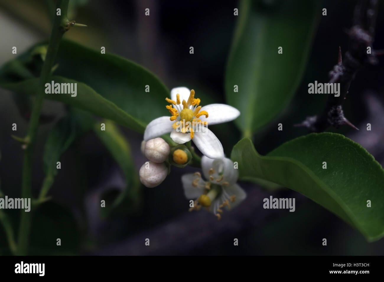 Key lime flower (Citrus × aurantiifolia), known as "limao galego" in