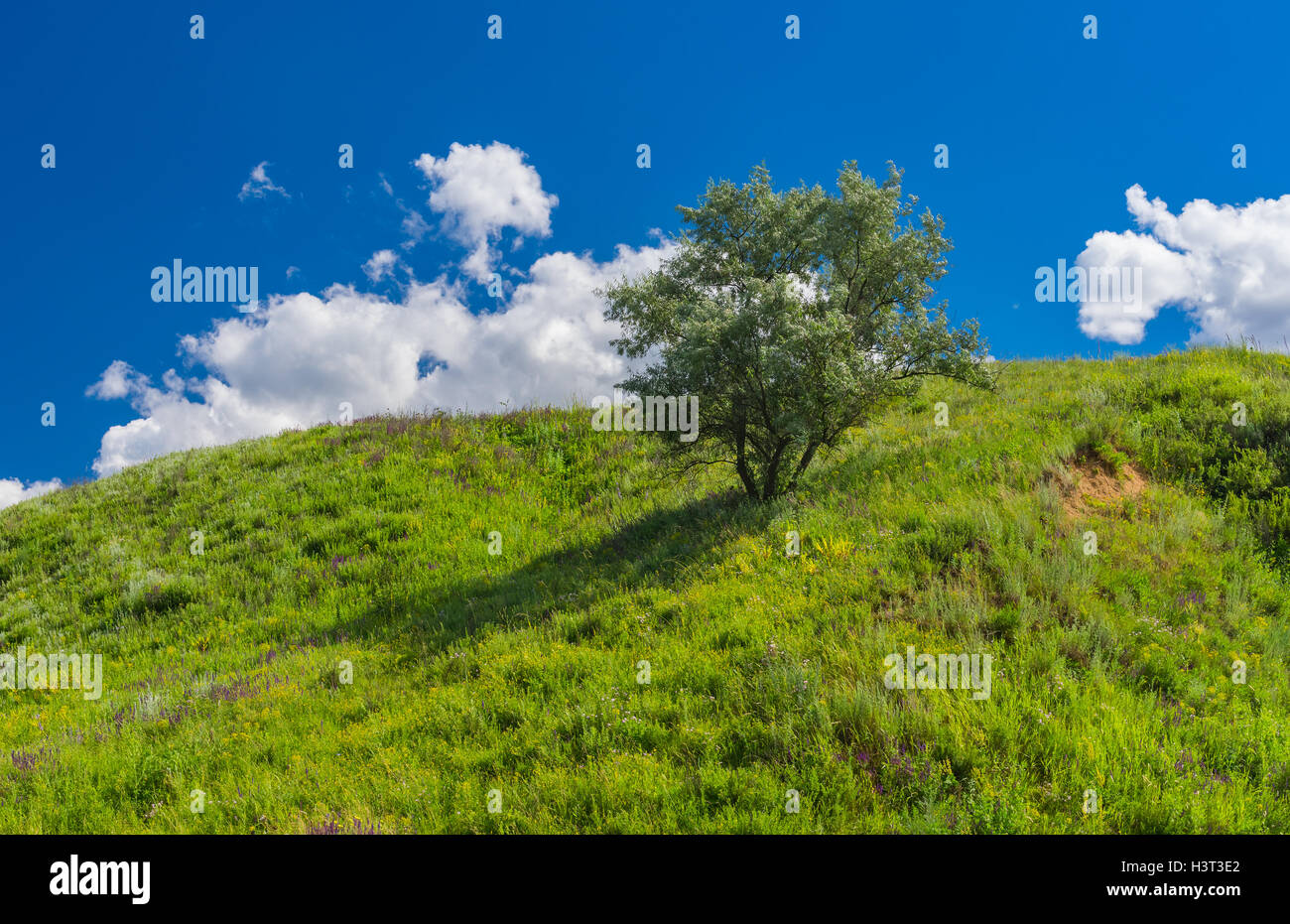 Summer landscape with lonely silver-berry tree on a hill in rural Ukrainian area Stock Photo
