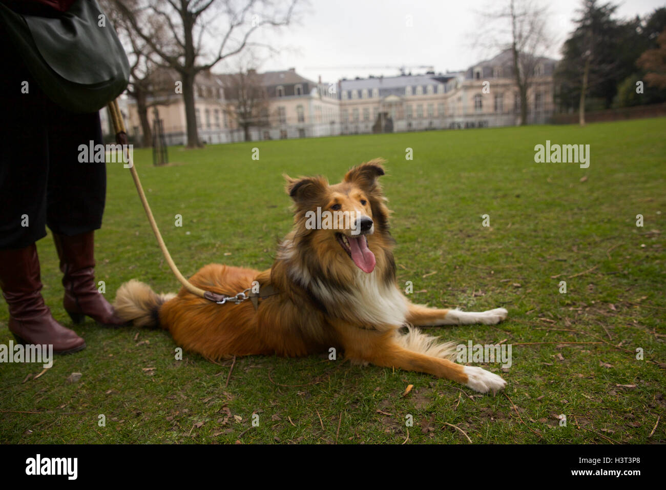 Young woman with her dog, a beautiful coli at Parc d'Egmont in Brussels, Belgium. Stock Photo