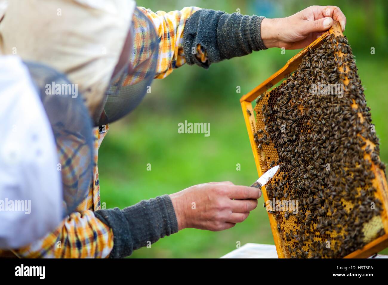 Working with bees Stock Photo