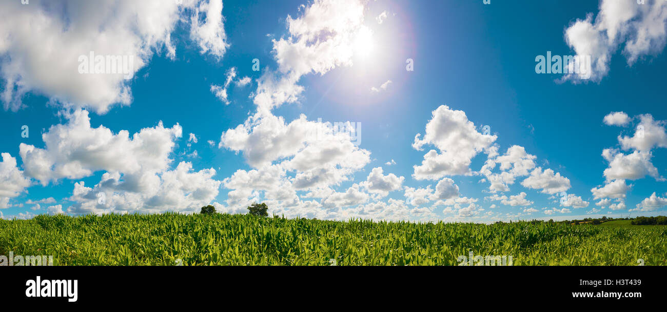 panoramic view of rural landscape with green corn and blue cloudy sky Stock Photo