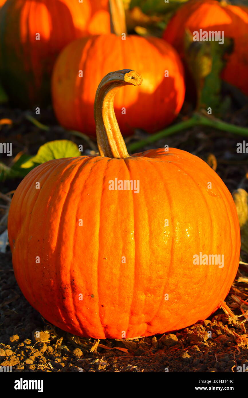 Pumpkins at the pumpkin patch Stock Photo - Alamy