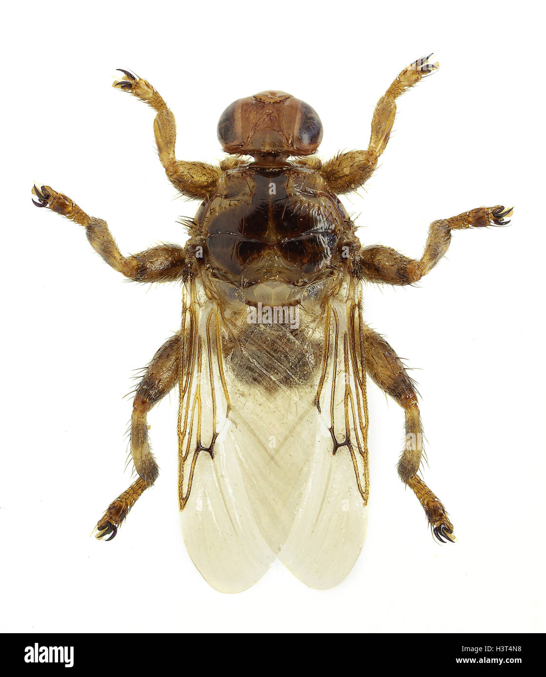 Louse fly Hippobosca equina Stock Photo