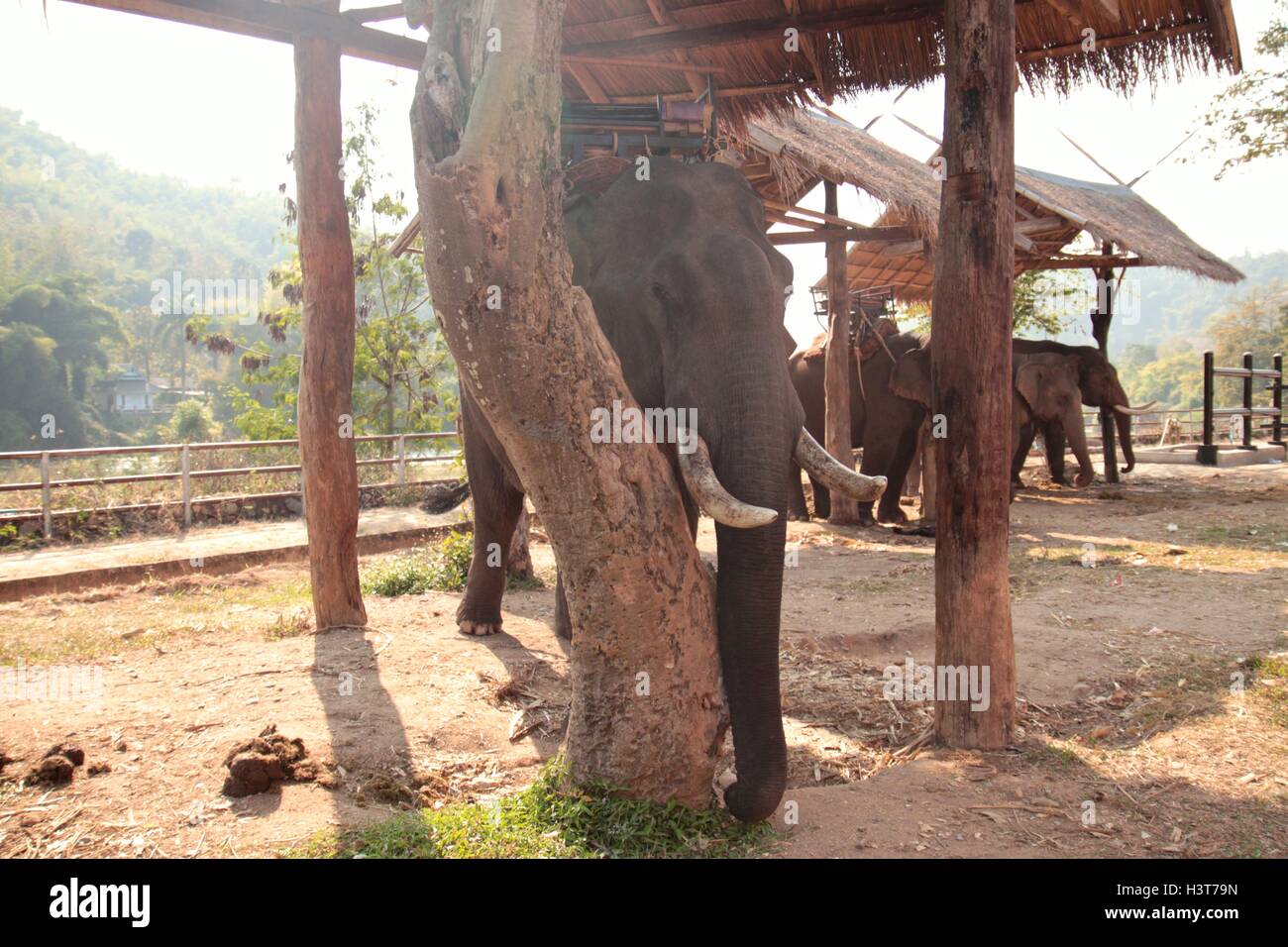 Thai elephant in park Stock Photo