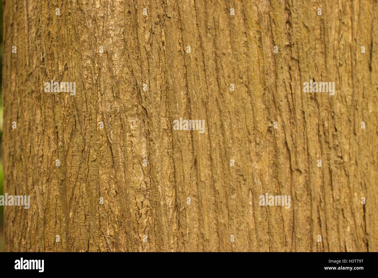 Detail of a Teak tree trunk texture Stock Photo