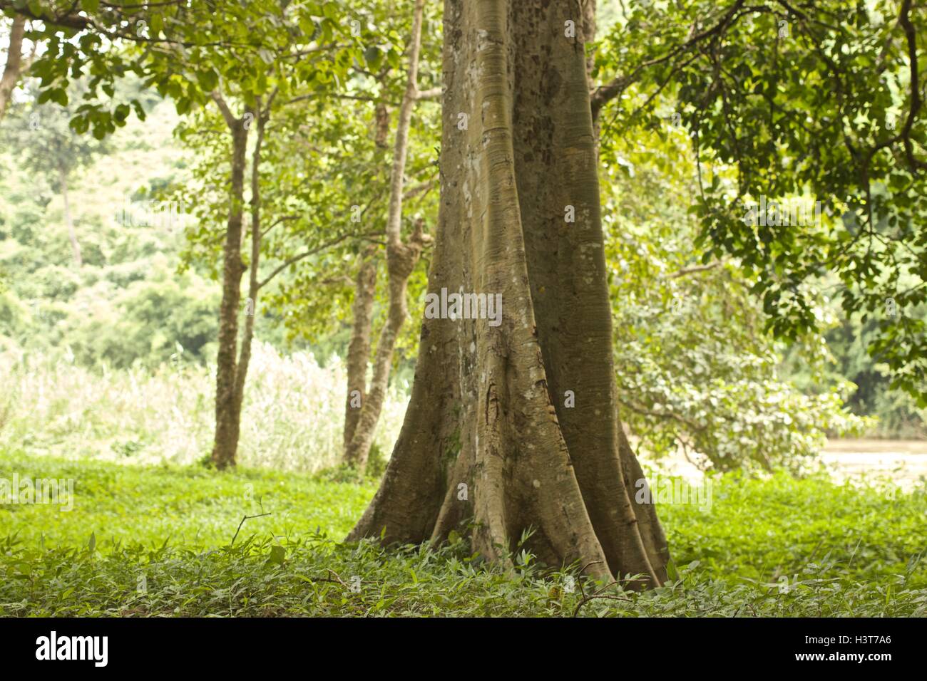 Big tree trunk in Rain forest Stock Photo Alamy