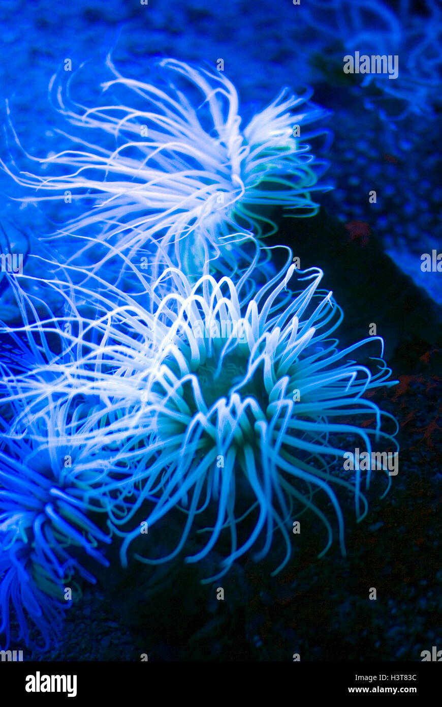 Illuminated sea anemone, Actiniaria anthozoa Stock Photo
