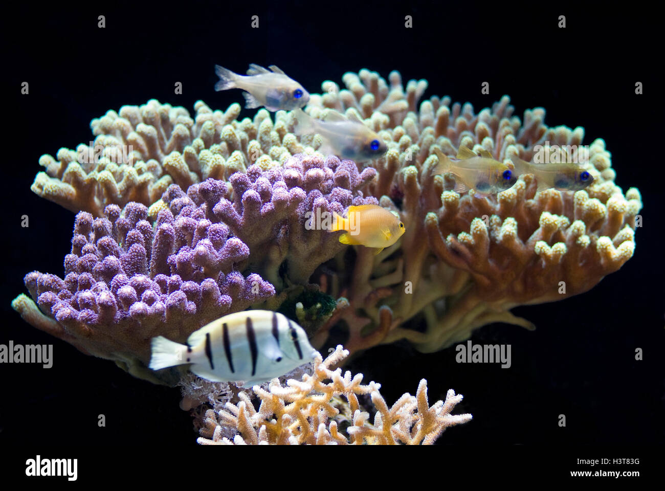 Sea Anemone. Stylophora Milka Stock Photo