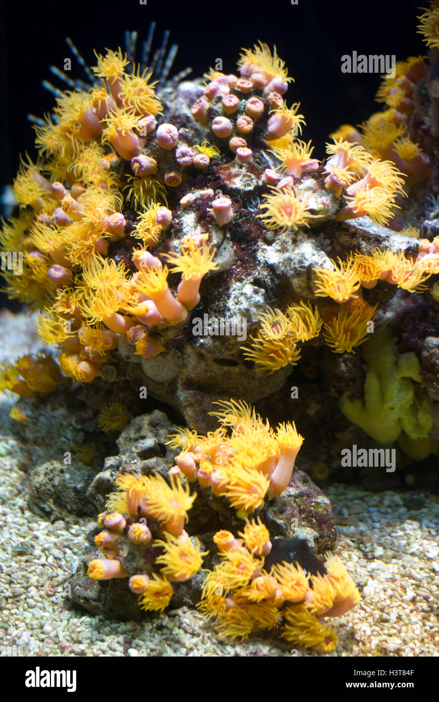 Sea Anemone Stock Photo
