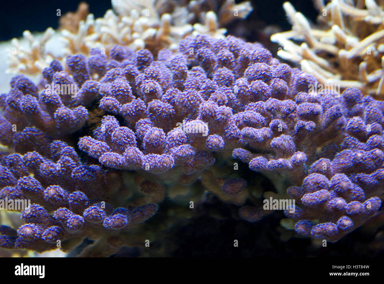 Sea Anemone. Stylophora Milka Stock Photo